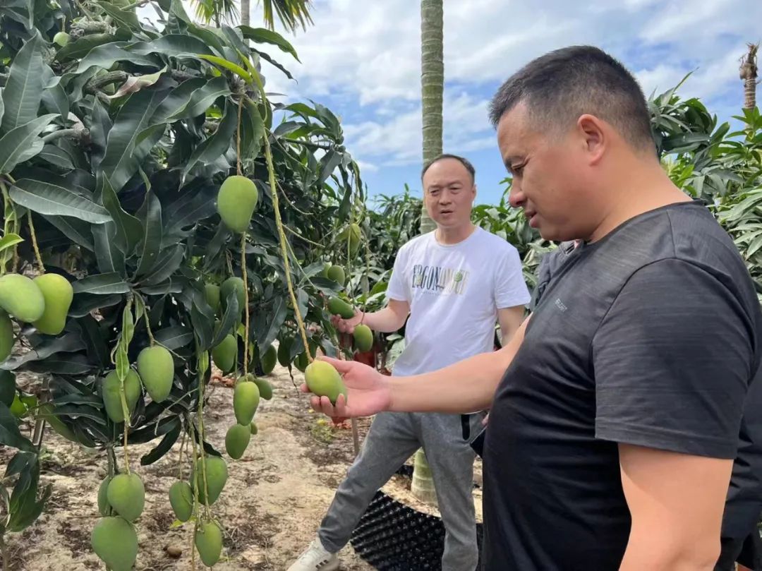 新澳门免费原料网大全