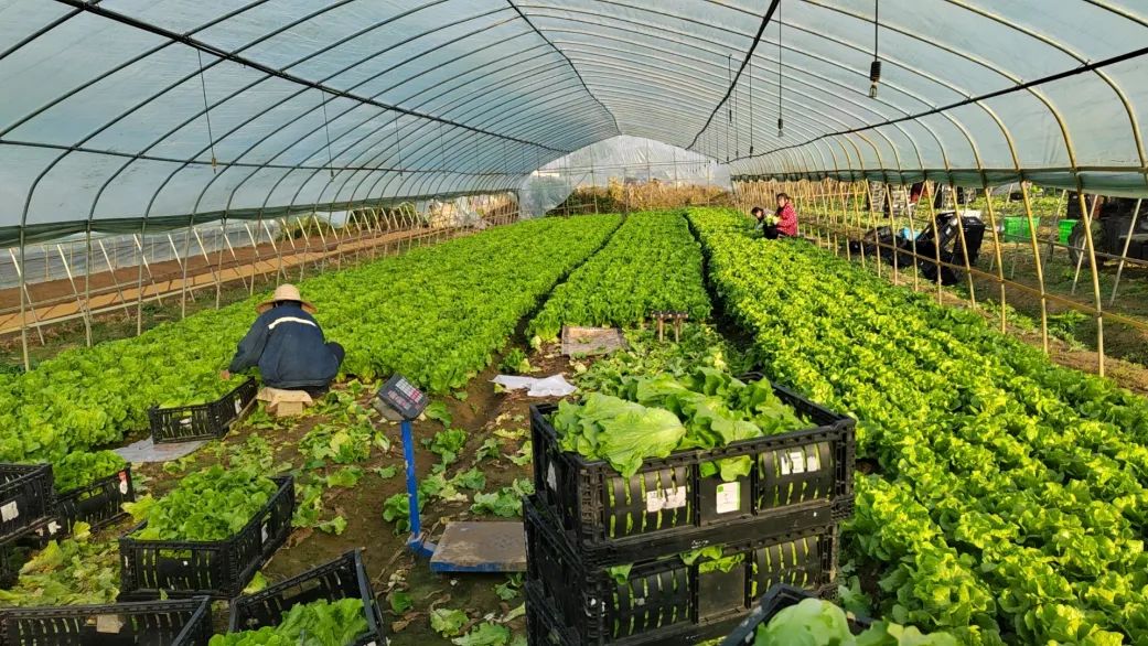 新澳门免费原料网大全