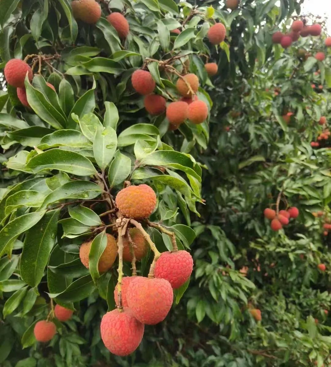 新澳门免费原料网大全